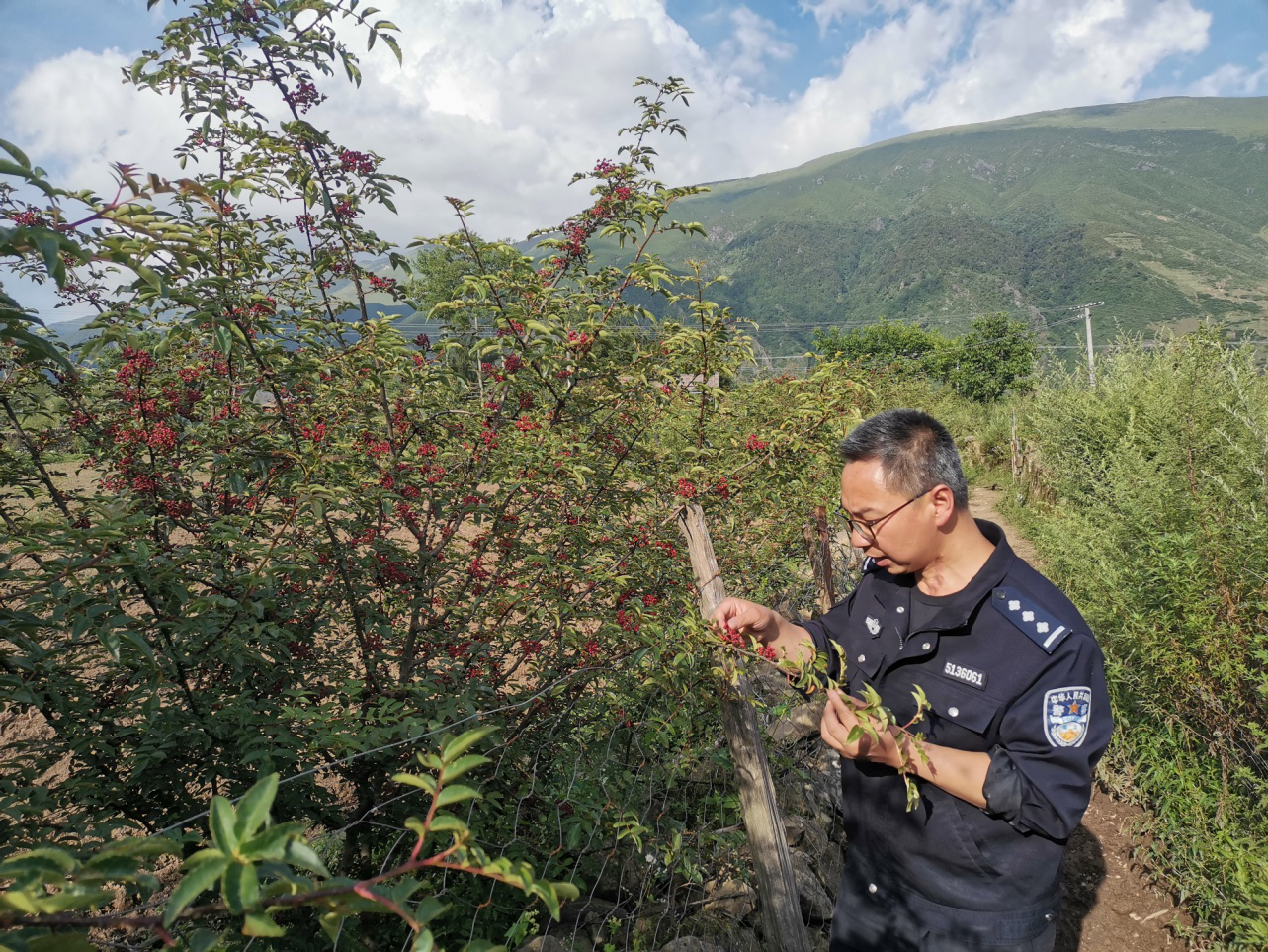 大山异乡人 寒梓在昭觉 